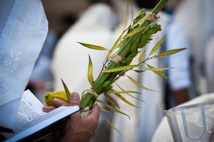 מהו הקשר בין הושענא רבה לתפילה בעבור גשמים? (Yehoshua Halevi /shutterstock)