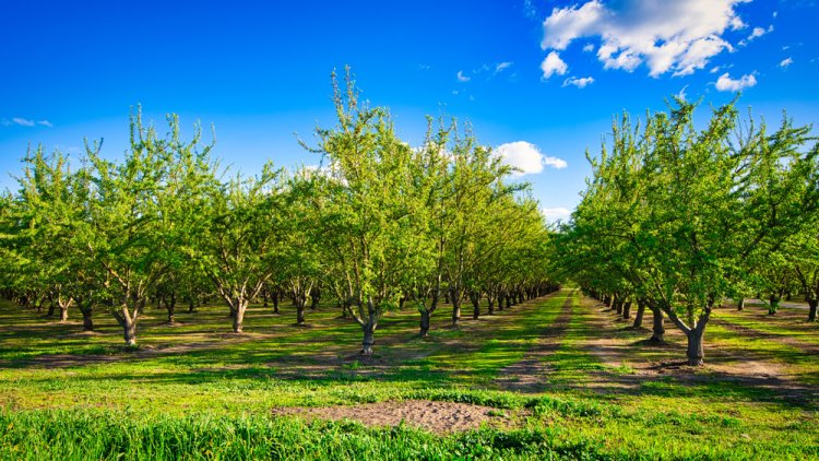 מהי מצוות יישוב הארץ? (M. Ali Khan /shutterstock) 