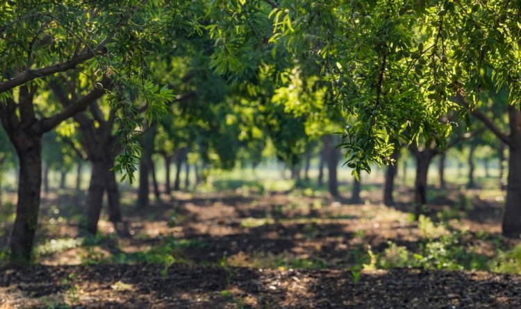 (צילום: Kateryna Mashkevych/shutterstock)מתי מברכים ברכת האילנות?