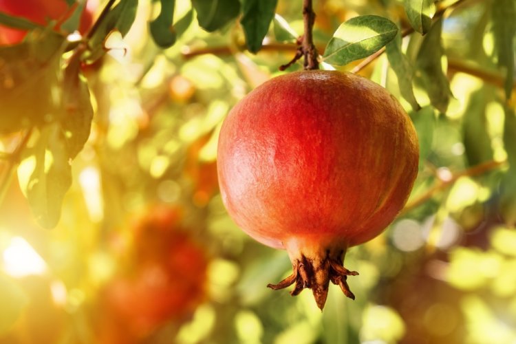 (צילום: Cagkan Sayin/shutterstock)מדוע לא אומרים הלל בראש השנה?