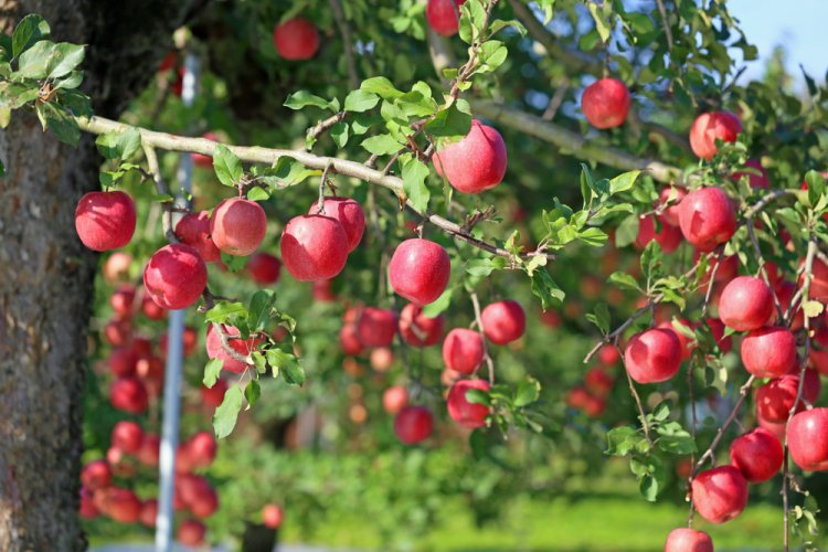 האם מותר לעקור עץ פרי?(צילום:Kelly Marken/shutterstock)