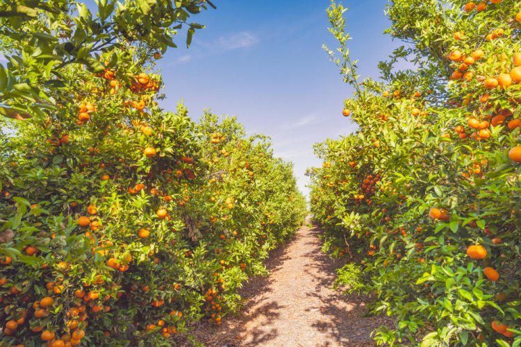 (צילום: HannaTor/shutterstock)מתי מותר לעקור עץ לפי ההלכה?