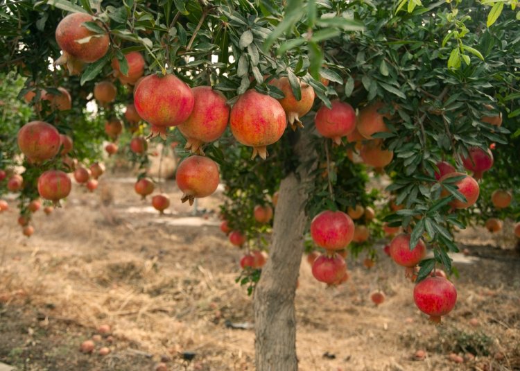 (צילום: grafnata/shutterstock) האם מותר לעקור עץ רימון?