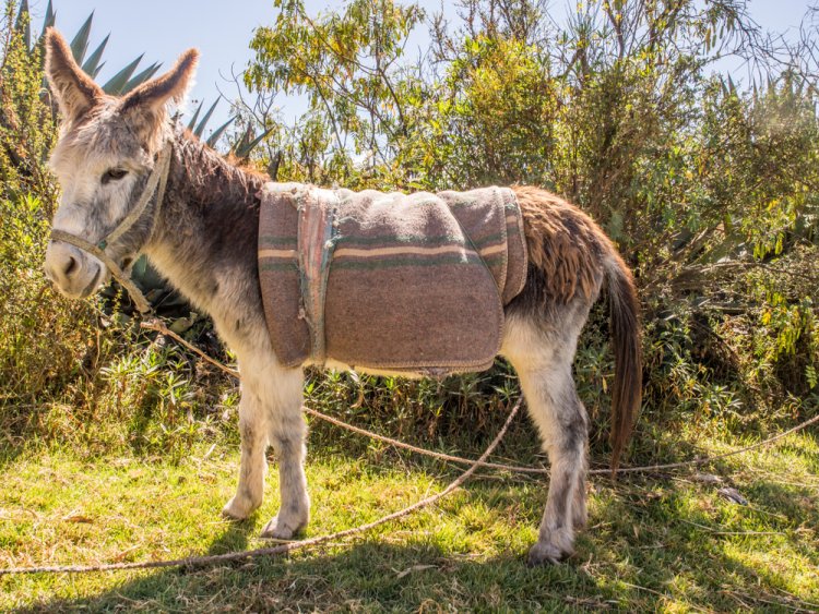  (צילום: Nowaczyk/shutterstock)  מדוע לא משתמשים בחיות לעבודה בשבת?