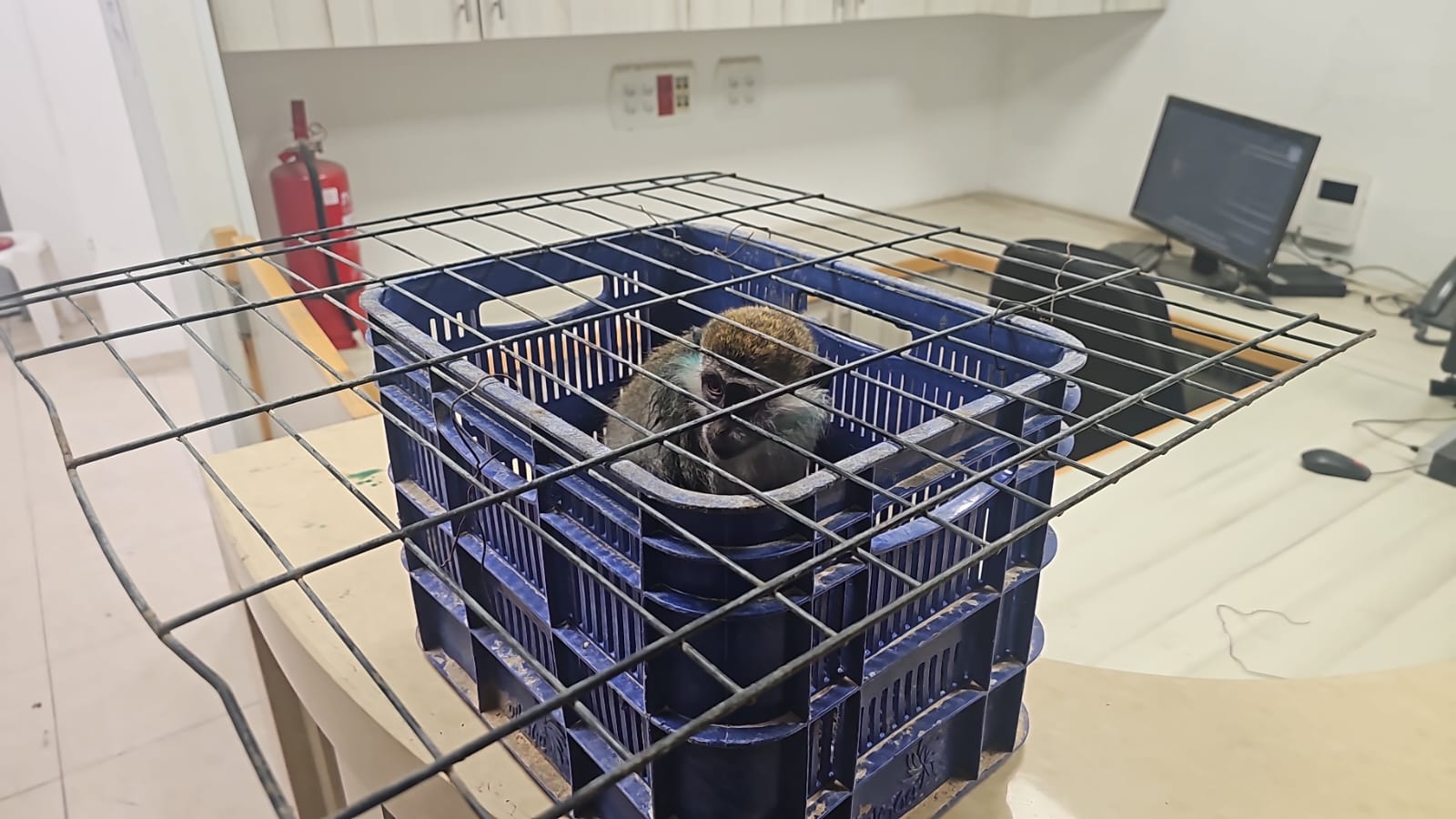 שוטרי הדרום הצילו קוף פצוע מתנאי התעללות בתל שבע