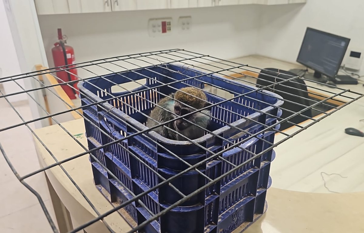 שוטרי הדרום הצילו קוף פצוע מתנאי התעללות בתל שבע