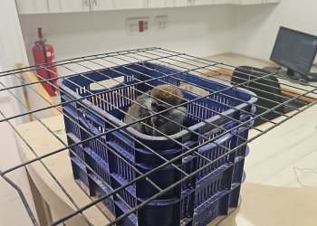 שוטרי הדרום הצילו קוף פצוע מתנאי התעללות בתל שבע