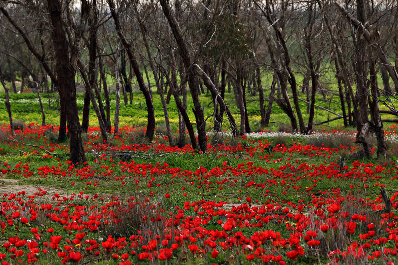 אביב הגיע, פסח בא: כך תחוגו את החג בטבע ובפריחה