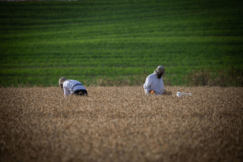 הלכות ספירת העומר: מה עושים אם שכחנו, והאם מותר לנשים לברך? 