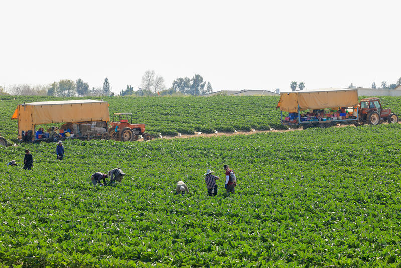 לחיזוק החקלאות והסיעוד: זו המדינה האפריקנית שעתידה לשלוח אלינו עובדים לחיזוק החקלאות והסיעוד: זו המדינה האפריקנית שעתידה לשלוח אלינו עובדים