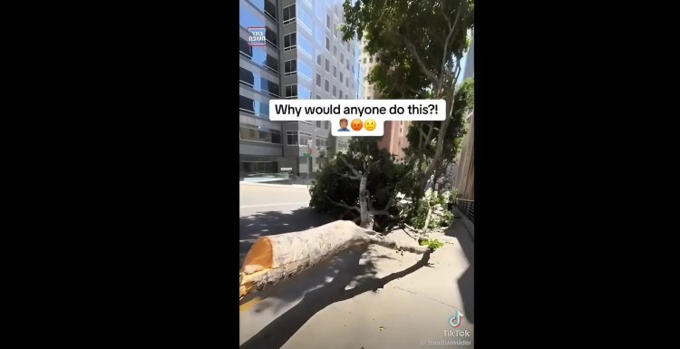 עצים כרותים בלב לוס אנג'לס. מתוך הרשתות החברתיות, לפי סעיף 27 א