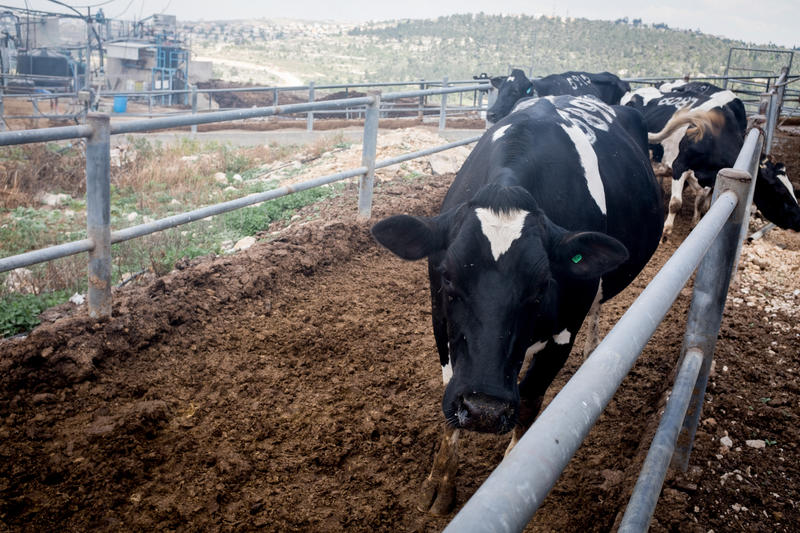 הרש"ר הירש: מדוע קורבנו הראשון של אהרן הוא "עגל בן בקר לחטאת"? 