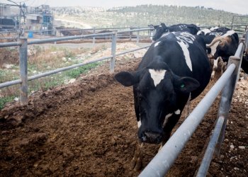 הרש"ר הירש: מדוע קורבנו הראשון של אהרן הוא "עגל בן בקר לחטאת"? 