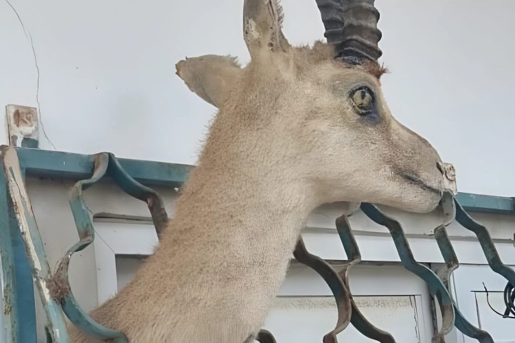 למור, זיקיות נדירות – ופוחלץ של צבי: גן חיות בלתי חוקי אותר בבית מגורים צילום: דוברות משטרת ישראל ודוברות רשות הטבע והגנים