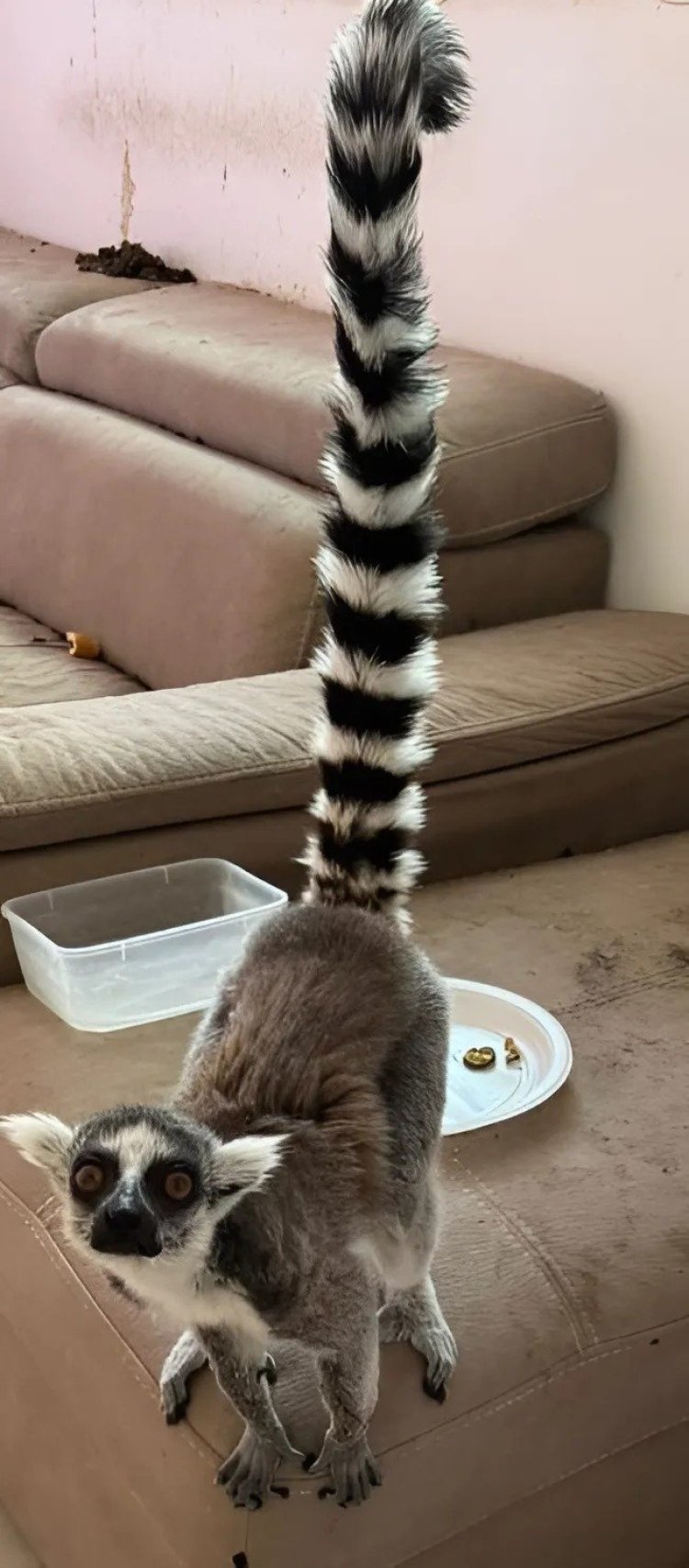 למור, זיקיות נדירות – ופוחלץ של צבי: גן חיות בלתי חוקי אותר בבית מגורים צילום: דוברות משטרת ישראל ודוברות רשות הטבע והגנים