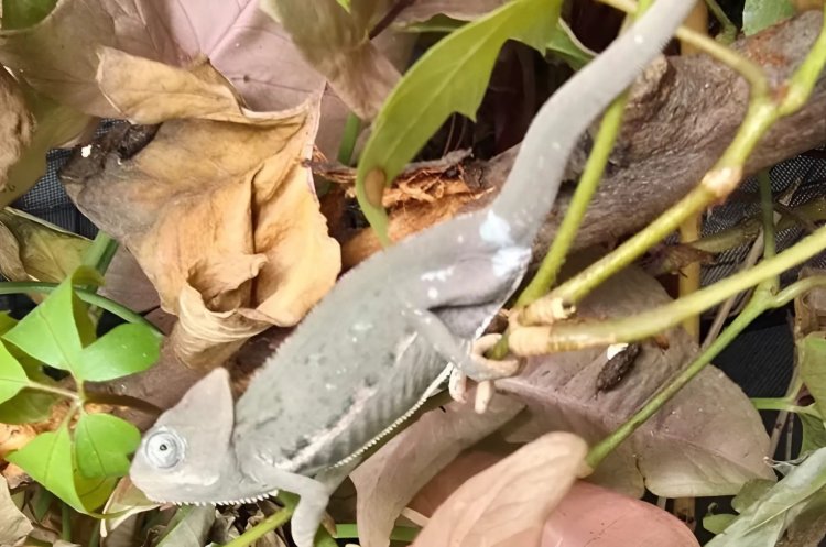 צילום: דוברות משטרת ישראל ודוברות רשות הטבע והגנים