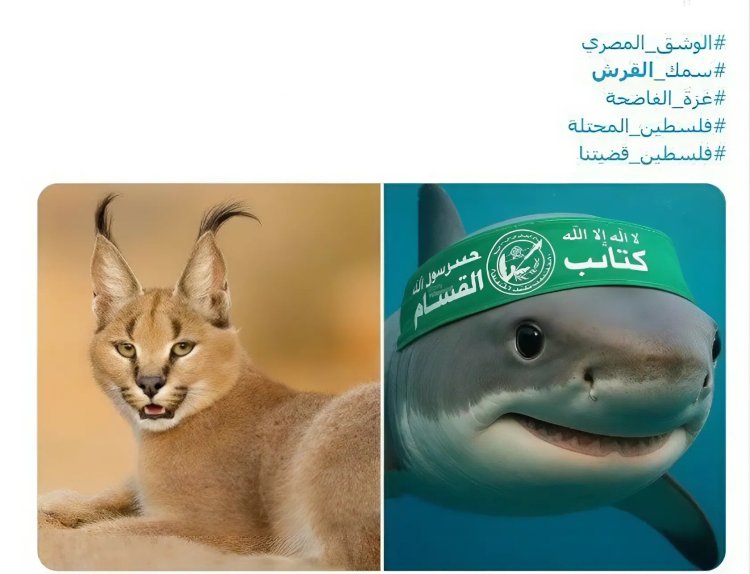 צילום: הרשתות החברתיות, לפי סעיף 27 א לזכויות יוצרים