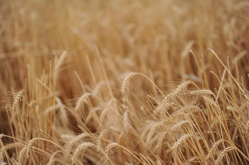 הרש"ר הירש: איך חמישה קורבנות ומנחה חיברו את עם ישראל להקב"ה?