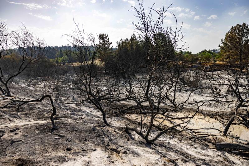 שיקום שריפות הענק עלול להגיע למיליארד שקלים שיקום שריפות הענק עלול להגיע למיליארד שקלים