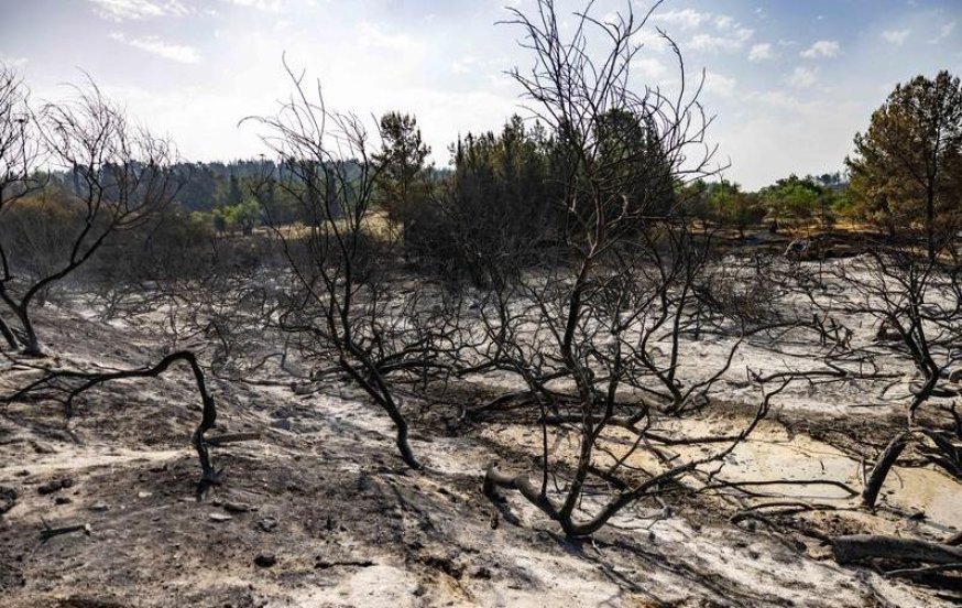 שיקום שריפות הענק עלול להגיע למיליארד שקלים