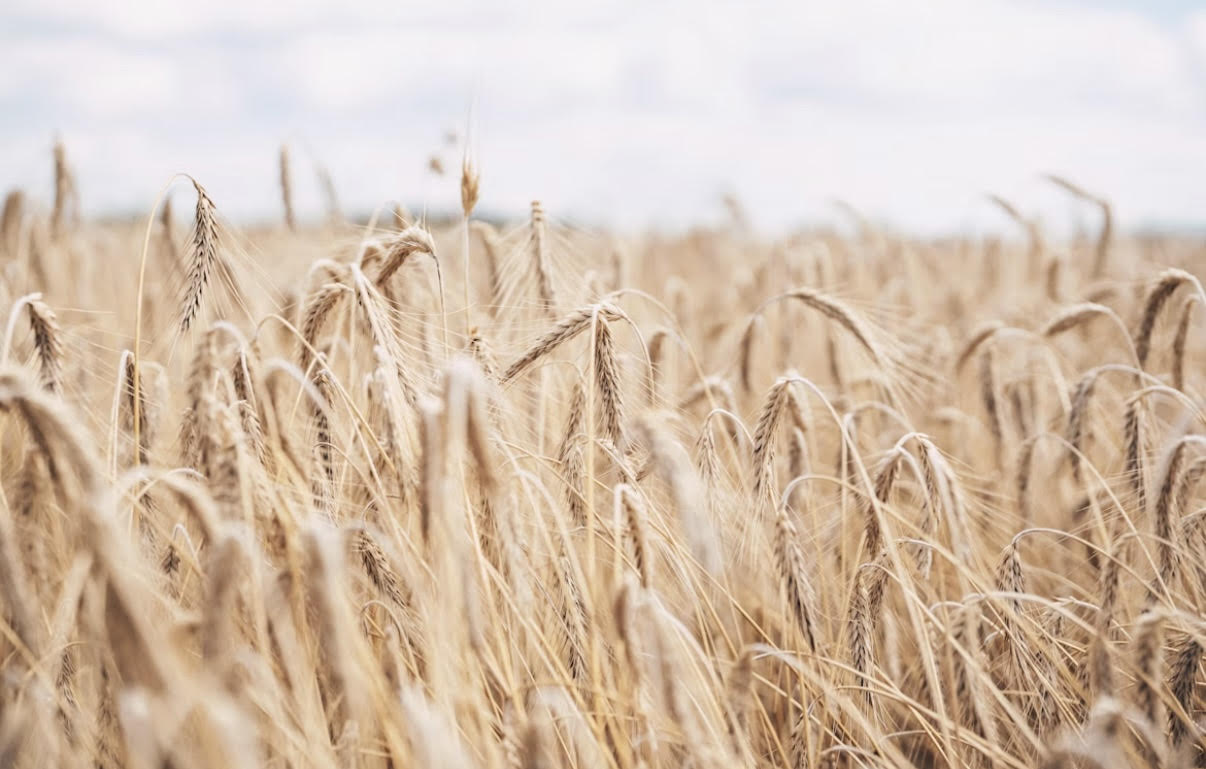 סיפור אהבתם של רבי עקיבא ורחל: שיעור לנפש בימי הספירה