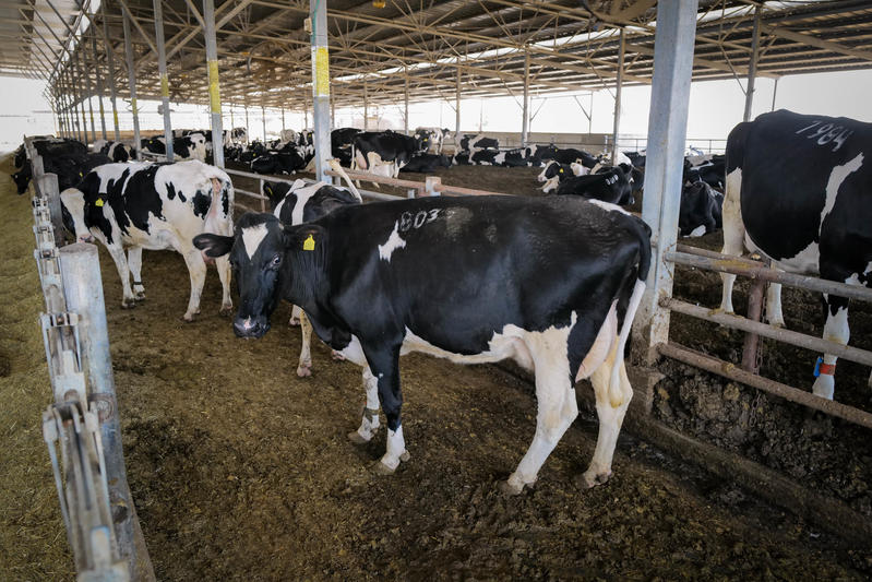 החלב נובע שוב: כמות החלב מהרפתות בעוטף עזה עלתה ברבע מאז 7.10