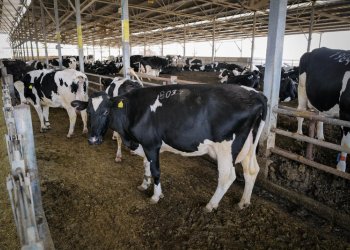 החלב נובע שוב: כמות החלב מהרפתות בעוטף עזה עלתה ברבע מאז 7.10