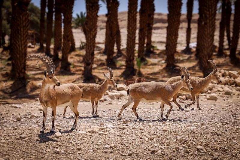 תחזית מזג האוויר: היום ובשבת קודש יהיה נעים, אבל בראשון - החום מגיע