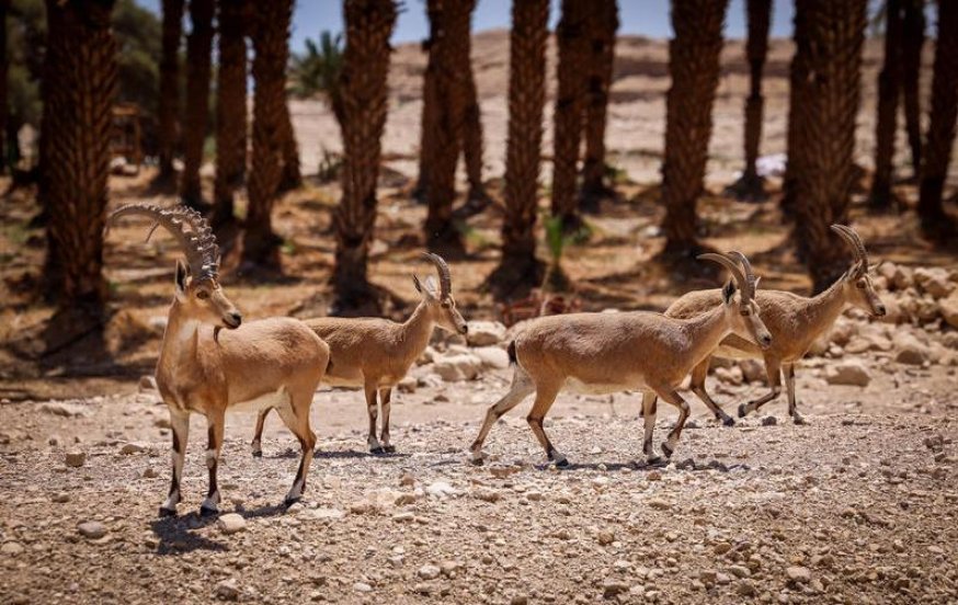 תחזית מזג האוויר: היום ובשבת קודש יהיה נעים, אבל בראשון - החום מגיע תחזית מזג האוויר: היום ובשבת קודש יהיה נעים, אבל בראשון - החום מגיע