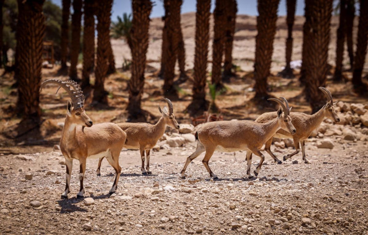 תחזית מזג האוויר: היום ובשבת קודש יהיה נעים, אבל בראשון - החום מגיע