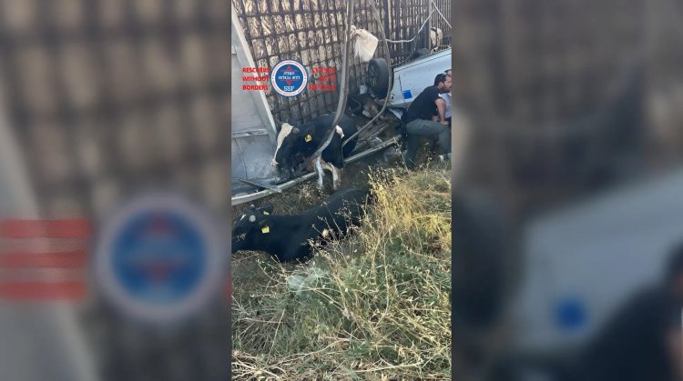 התאונה בבקעת הירדן. צילום: הצלה יו"ש ללא גבולות