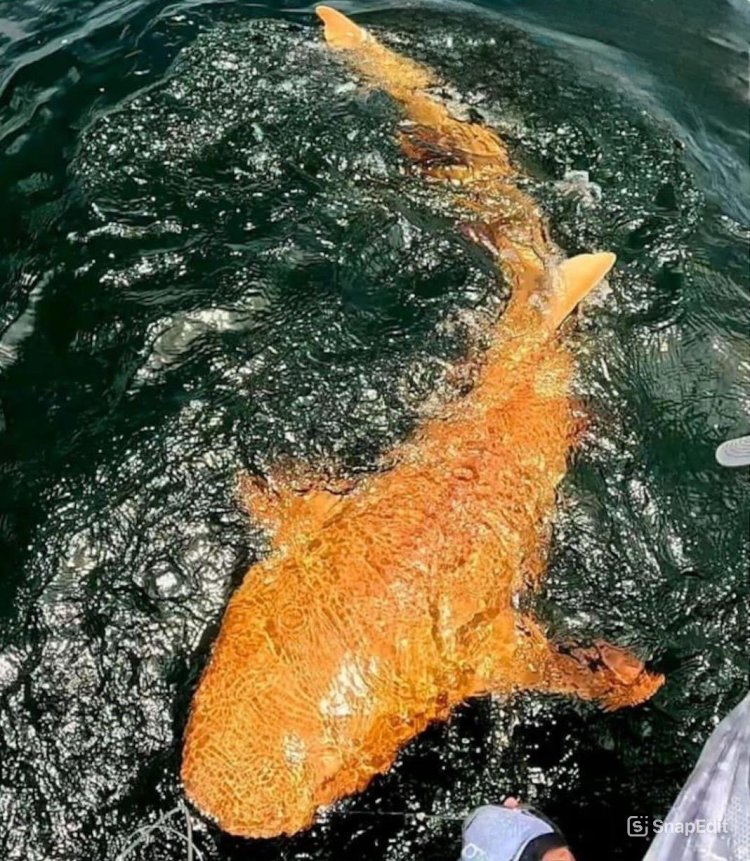 צבע שלא רואים בים: הכריש הכתום שמלמד אותנו על אור ישראל