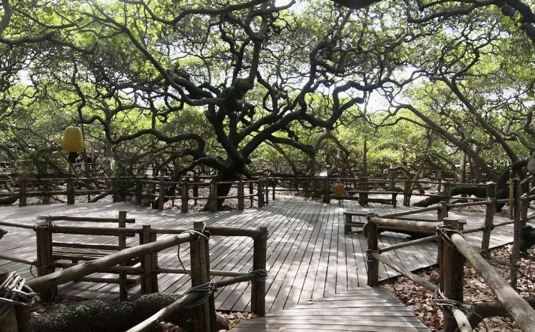 "כעץ שתול על פלגי מים": מברזיל מגיע סיפור שמלמד על כוח התורה עץ הקשיו בברזיל. (צילום: השימוש בתמונה נעשה על פי סעיף 27א בכפוף לחוק זכות היוצרים. בעל זכות היוצרים זכאי לבקש את הסרת הסרטון מ- contact@tv2000.co.il)
