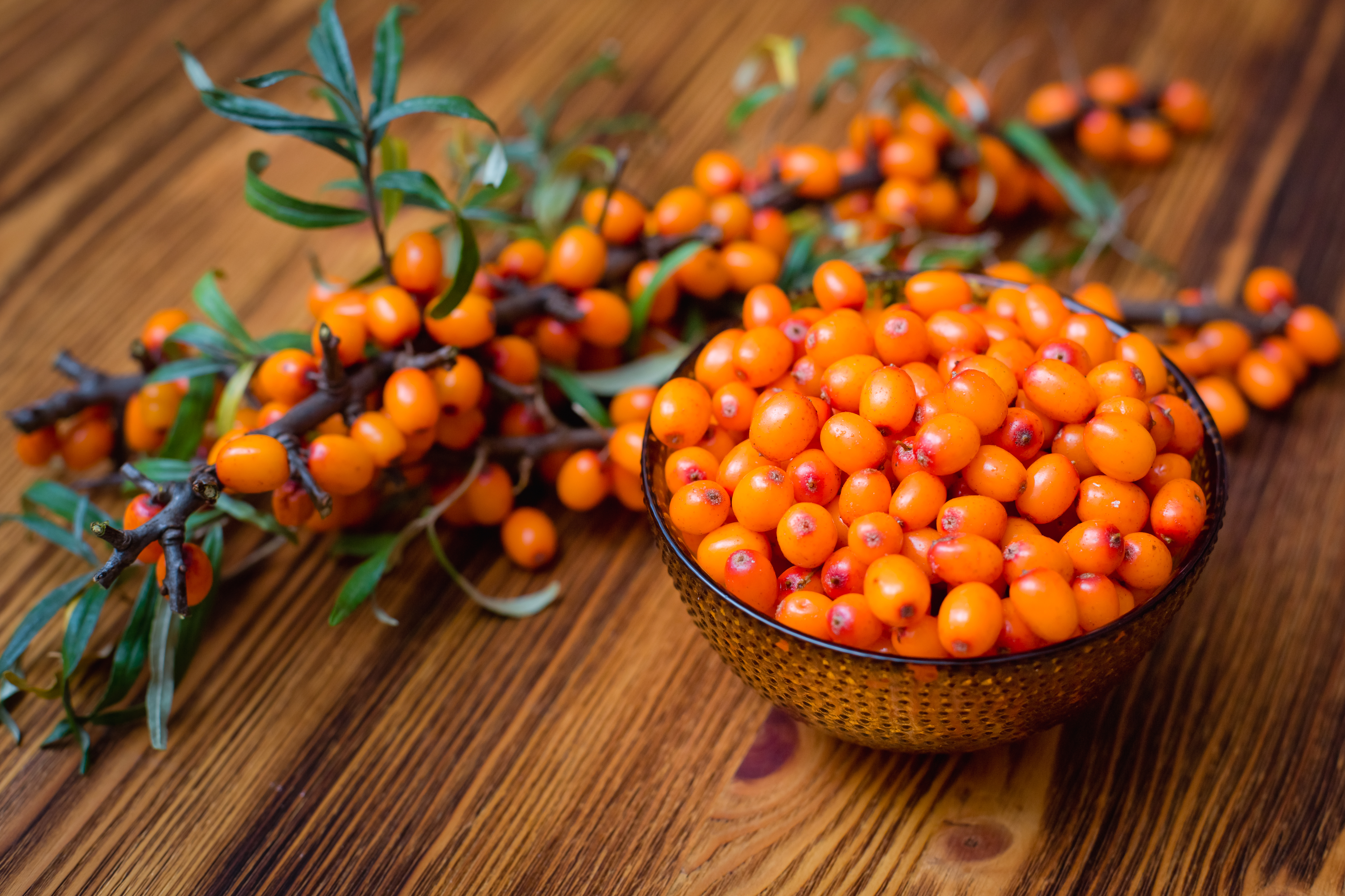 'האובליפיחה' כוחו הבריאותי של הצמח הקוצני (צילום: TsElena/shutterstock)