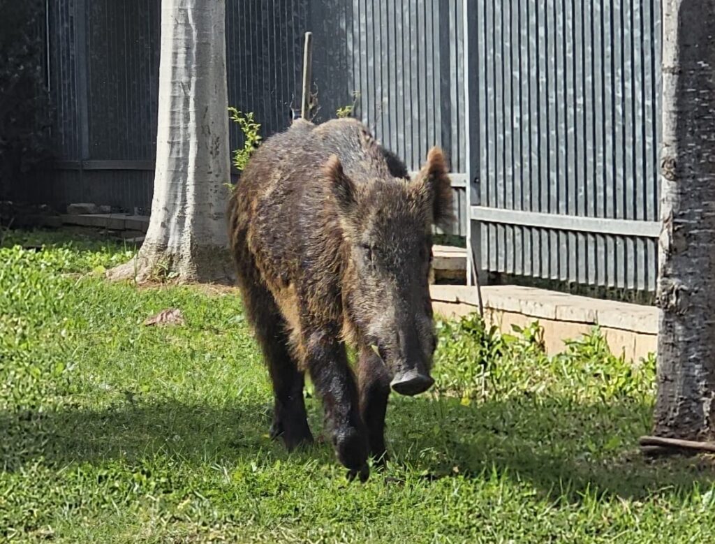 חזיר הבר משוטט בגינה (צילום: עיריית יבנה)