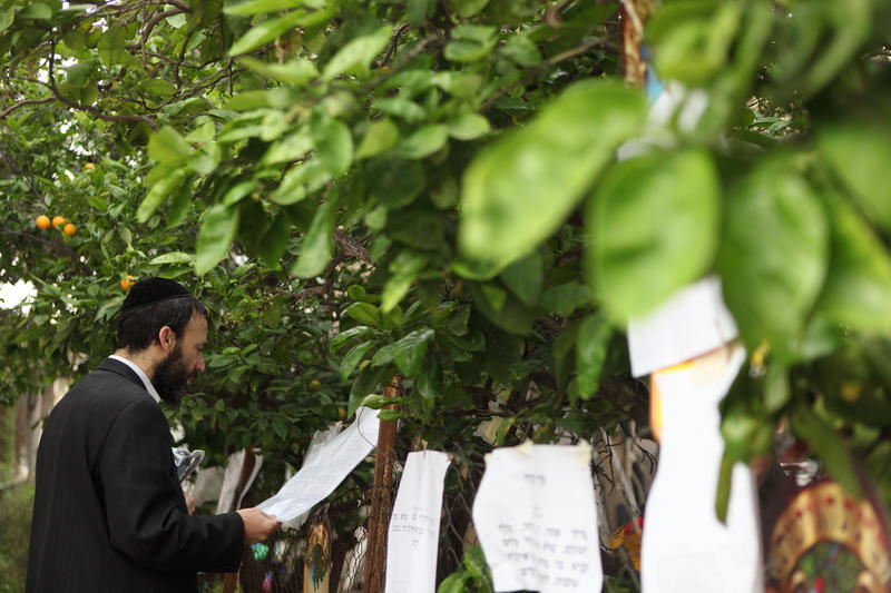 ברכת האילנות בחודש ניסן (צילום: Yaakov Naumi/Flash90)