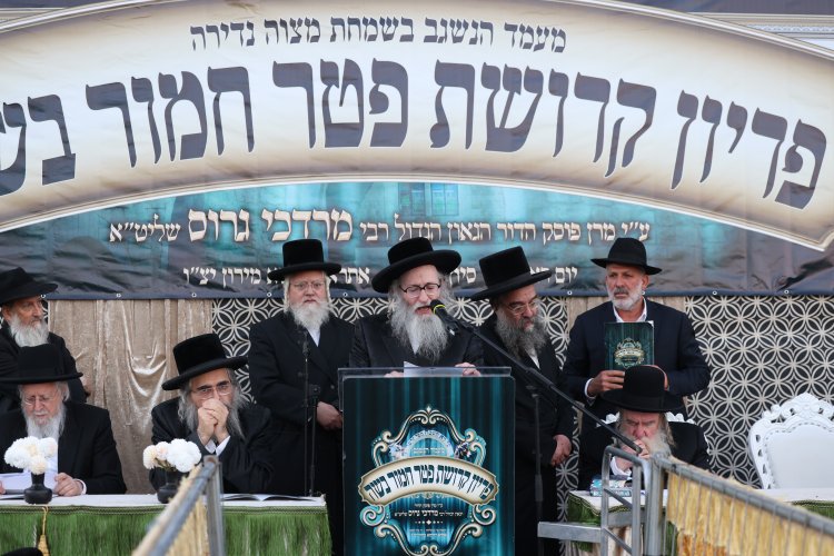 מצוות פדיון פטר חמור בהשתתפות אלפים במירון (צילום: דוד כהן) מצוות פדיון פטר חמור בהשתתפות אלפים במירון (צילום: דוד כהן)