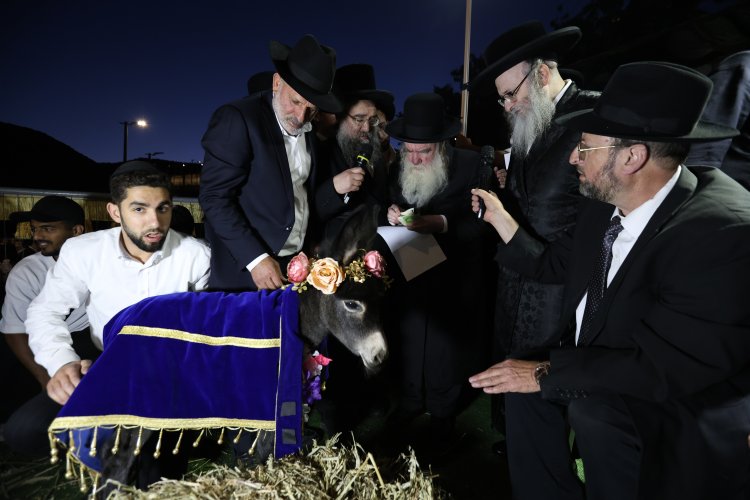 מצוות פדיון פטר חמור בהשתתפות אלפים במירון (צילום: דוד כהן) מצוות פדיון פטר חמור בהשתתפות אלפים במירון (צילום: דוד כהן)