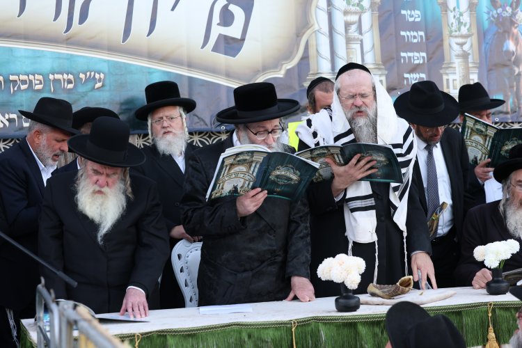 מצוות פדיון פטר חמור בהשתתפות אלפים במירון (צילום: דוד כהן) מצוות פדיון פטר חמור בהשתתפות אלפים במירון (צילום: דוד כהן)