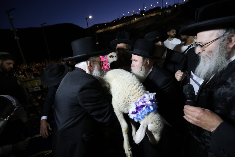 מצוות פדיון פטר חמור בהשתתפות אלפים במירון (צילום: דוד כהן) מצוות פדיון פטר חמור בהשתתפות אלפים במירון (צילום: דוד כהן)