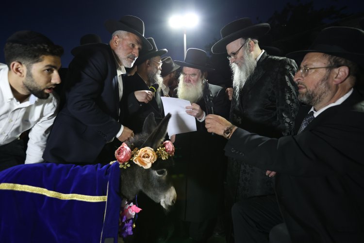 מצוות פדיון פטר חמור בהשתתפות אלפים במירון (צילום: דוד כהן) מצוות פדיון פטר חמור בהשתתפות אלפים במירון (צילום: דוד כהן)