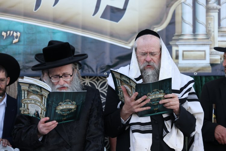 מצוות פדיון פטר חמור בהשתתפות אלפים במירון (צילום: דוד כהן) מצוות פדיון פטר חמור בהשתתפות אלפים במירון (צילום: דוד כהן)