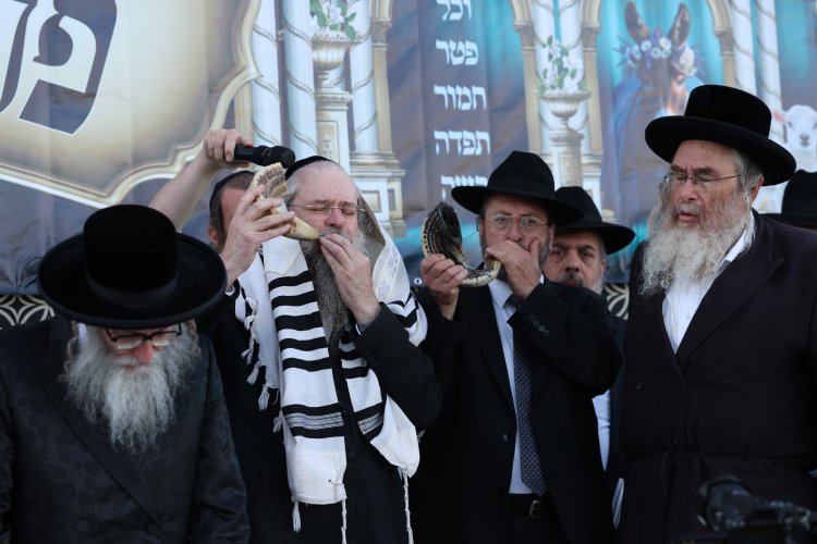 מצוות פדיון פטר חמור בהשתתפות אלפים במירון (צילום: דוד כהן) מצוות פדיון פטר חמור בהשתתפות אלפים במירון (צילום: דוד כהן)