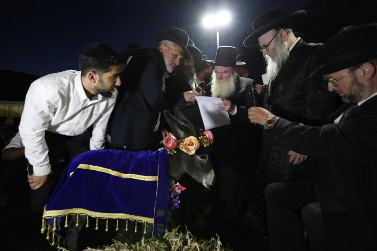 מצוות פדיון פטר חמור בהשתתפות אלפים במירון (צילום: דוד כהן) מצוות פדיון פטר חמור בהשתתפות אלפים במירון (צילום: דוד כהן)