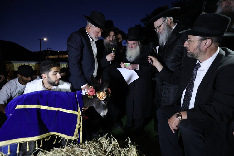 מצוות פדיון פטר חמור בהשתתפות אלפים במירון (צילום: דוד כהן) מצוות פדיון פטר חמור בהשתתפות אלפים במירון (צילום: דוד כהן)
