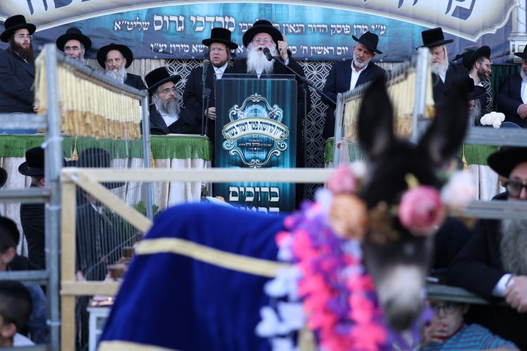מצוות פדיון פטר חמור בהשתתפות אלפים במירון (צילום: דוד כהן) מצוות פדיון פטר חמור בהשתתפות אלפים במירון (צילום: דוד כהן)