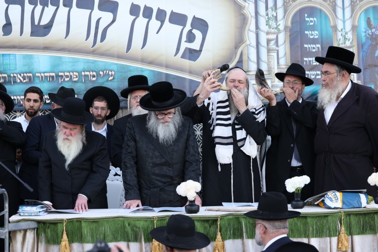 מצוות פדיון פטר חמור בהשתתפות אלפים במירון (צילום: דוד כהן) מצוות פדיון פטר חמור בהשתתפות אלפים במירון (צילום: דוד כהן)