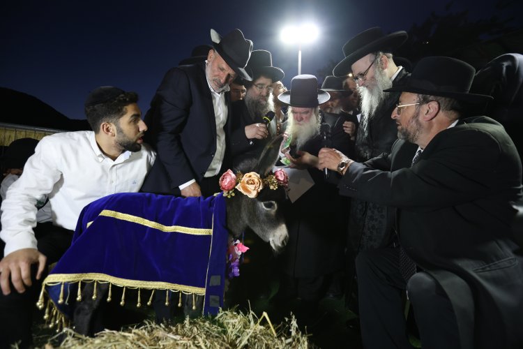 מצוות פדיון פטר חמור בהשתתפות אלפים במירון (צילום: דוד כהן) מצוות פדיון פטר חמור בהשתתפות אלפים במירון (צילום: דוד כהן)