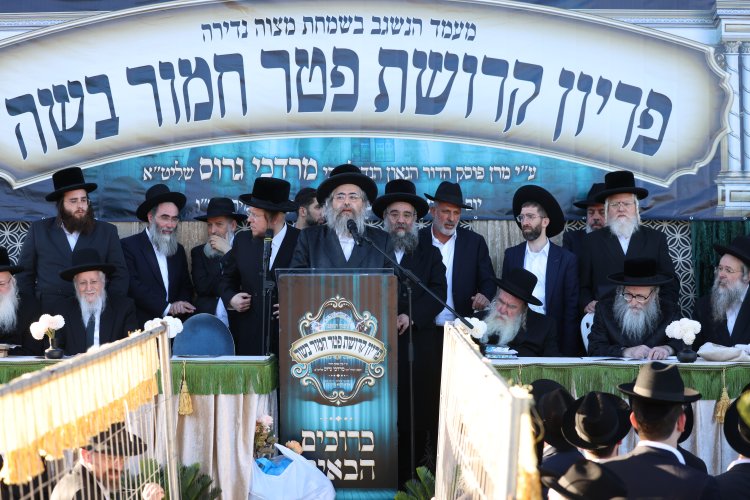 מצוות פדיון פטר חמור בהשתתפות אלפים במירון (צילום: דוד כהן) מצוות פדיון פטר חמור בהשתתפות אלפים במירון (צילום: דוד כהן)