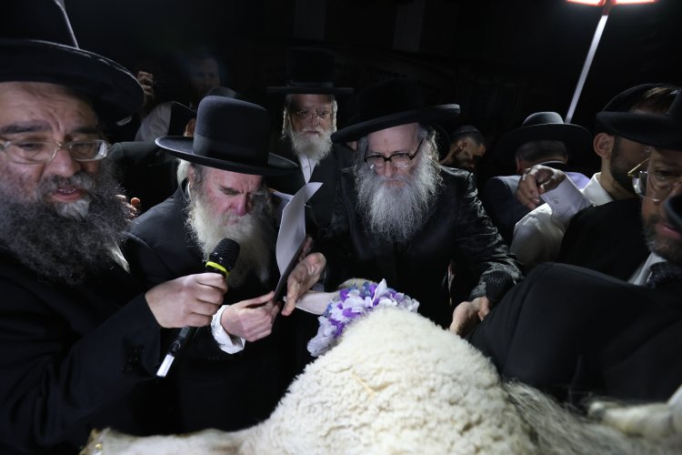 מצוות פדיון פטר חמור בהשתתפות אלפים במירון (צילום: דוד כהן) מצוות פדיון פטר חמור בהשתתפות אלפים במירון (צילום: דוד כהן)